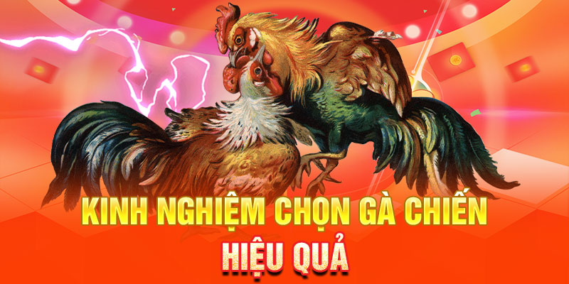 Kinh nghiệm chọn gà chiến hiệu quả để thi đấu